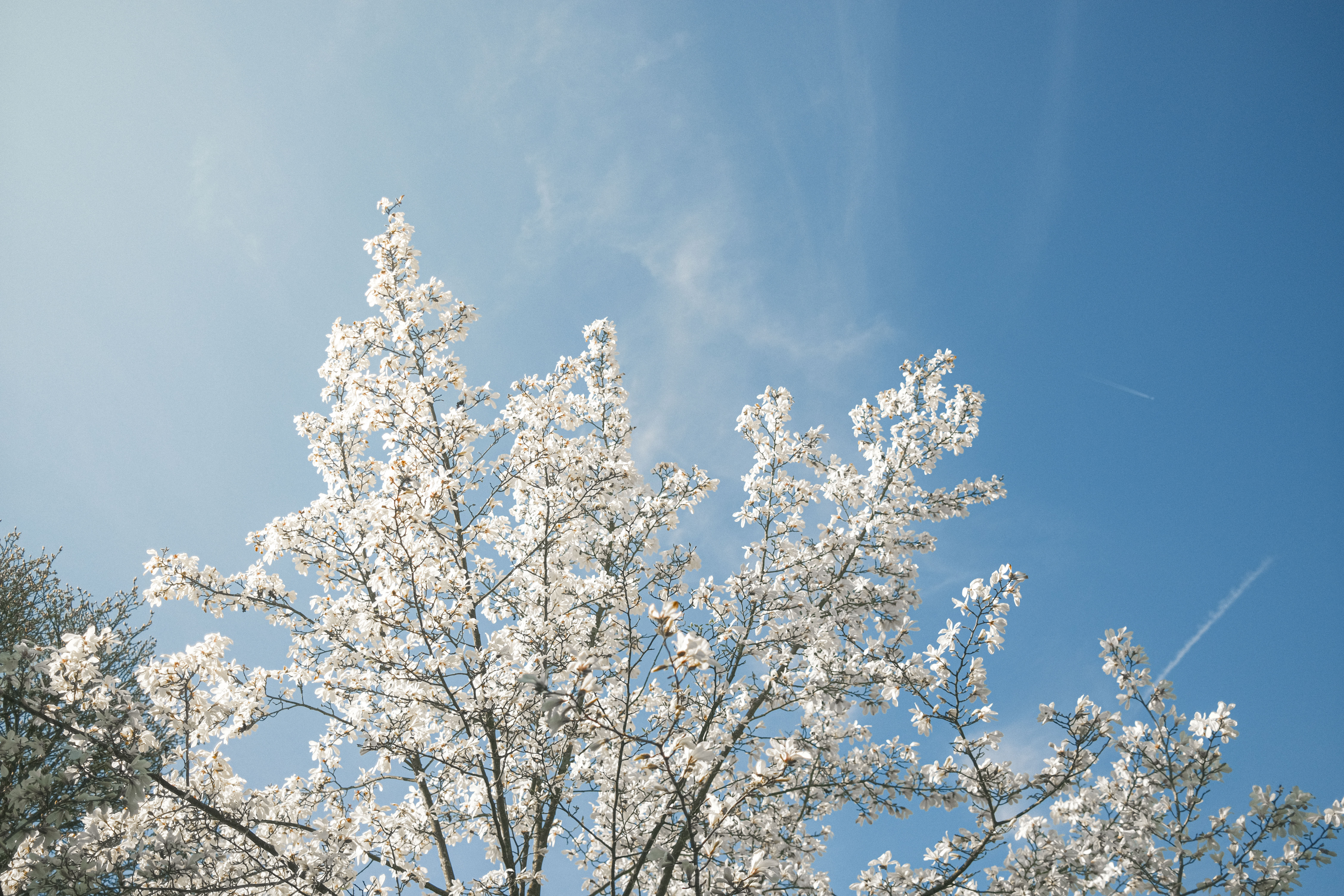 De lente is begonnen