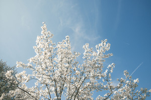 De lente is begonnen